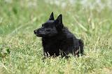 SCHIPPERKE 613